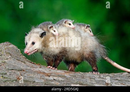 Nordamerikanisches Ossum mit jungen Menschen, Minnesota, USA (Didelphis marsupialis virginiana), nördliches Ossum Stockfoto