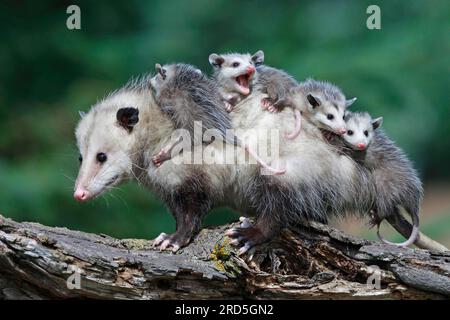 Nordamerikanisches Ossum mit jungen Menschen, Minnesota, USA (Didelphis marsupialis virginiana), nördliches Ossum Stockfoto