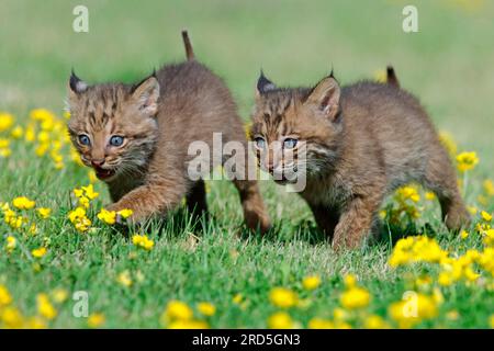 Bobcats (Lynx rufus), Jugendliche (Felis rufa) Stockfoto