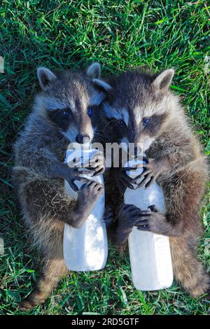 Waschbären (Procyon lotor), verwaiste Jungen, die Milch aus der Flasche trinken, Waschbär Stockfoto