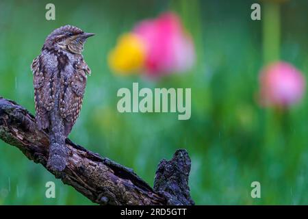 Eurasischer Kehlkopf (Jynx Torquilla) auf knorpeligem Ast, Futtersuche, im Regen, Specht, Biosphärenreservat blühende Frühlingswiesen, Mittelelbe Stockfoto