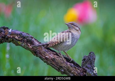 Eurasischer Kehlkopf (Jynx Torquilla) auf knorpeligem Ast, Futtersuche, im Regen, Specht, Biosphärenreservat blühende Frühlingswiesen, Mittelelbe Stockfoto