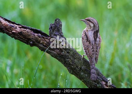 Eurasischer Kehlkopf (Jynx Torquilla), Holzhacken, Holzspecht, blühende Frühlingswiese, Mittelelbe, Sachsen-Anhalt, Deutschland Stockfoto