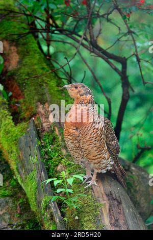 Westliche Capercaillie (Tetrao urogallus), weiblich Stockfoto