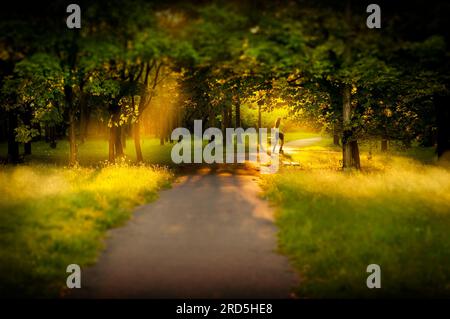 Eine Gasse in einem Park voller Bäume. Ein Schacht von Sonnenlicht, der durch die Kronen von Bäumen fließt Stockfoto