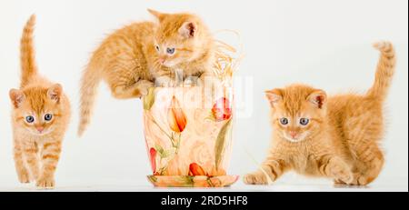 Drei kleine rote Katzen spielen. Freunde, die Spaß miteinander haben Stockfoto