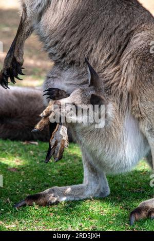 Nahaufnahme Joey Känguru in Müttertasche Bonorong Wildlife Sanctury Tasmania Australien Stockfoto