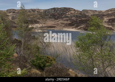 Ein schottischer see mit hohem Gras, das an einem klaren, windigen Tag aus dem Wasser wächst Stockfoto