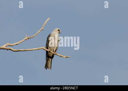 Mississippi Kite, Ictinia mississippiensis Stockfoto