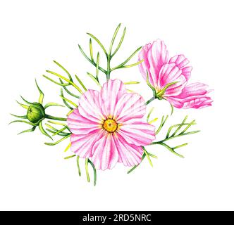 Cosmos Blumen Bouquet isoliert auf weißem Hintergrund. Handgezeichnete Aquarell-Kosmos-Blumen. Blühen für Verpackungsdesign, Karten, Einladungen usw. Stockfoto