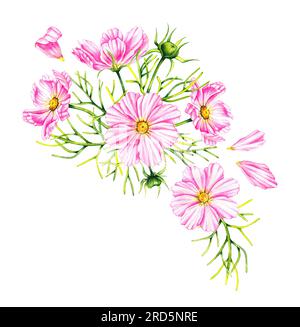 Cosmos Blumen Bouquet isoliert auf weißem Hintergrund. Handgezeichnete Aquarell-Kosmos-Blumen. Blühen für Verpackungsdesign, Karten, Einladungen usw. Stockfoto