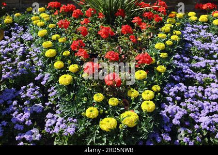 Bedding Pflanzen in Blume Display im öffentlichen Garten, Sommer Blume Display Stockfoto