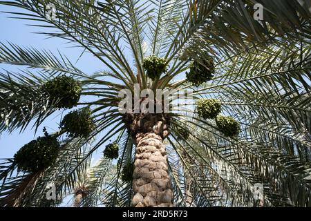Foto einer Dattelpalme mit frühen grünen Früchten Stockfoto