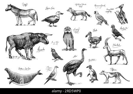 Ausgestorbene Arten. Wilde Säugetiere und Vögel. Dodo, Moa, Tasmanischer Wolf, Quagga. Aurochs. Blaue Antilope. Handgezeichnete, mit Vektoren gravierte Skizze. Grafik Stock Vektor