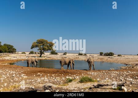 Elefanten und Gemsbok oder Orix-Antilopen im Etosha-Nationalpark, Namibia Stockfoto