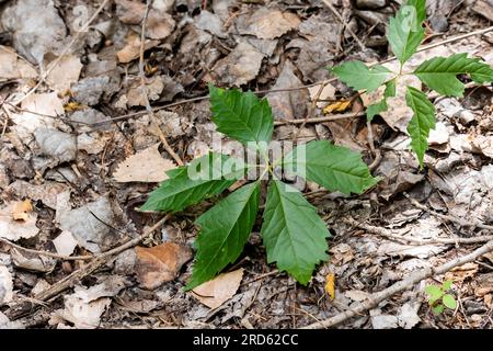 In Wichita, Kansas, USA, befinden sich zwei von Insekten gefressene Blätter des Virginia Creeper, Parthenocissus Quinquefolia. Stockfoto