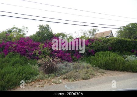 Malibu, Kalifornien, USA 16. Juli 2023 Red Hot Chili Peppers Singer/Musiker Anthony Kiedis Heim/Haus in Malibu, Kalifornien, USA. Foto: Barry King/Alamy Stock Photo Stockfoto