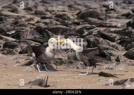 Galapagos winkte Albatross (Phoebastria irrorata) Werbetanz mit klappernden Rechnungen, Espanola Island, Galapagos Nationalpark, Ecuador. Stockfoto