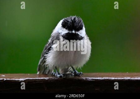 Ein Vorderblick auf eine Chickadee mit schwarzem Kappen, die gerade noch „Poecile Atricapillus“ betritt, die nass von einem Sommerregen ist Stockfoto