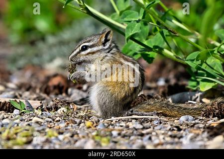 Ein Seitenblick auf den kleinsten Streifenhörnchen, „Eutamias minimus“, der auf dem Boden nach etwas leckerer Vegetation sucht. Stockfoto