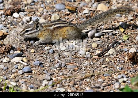 Ein Seitenblick auf den kleinsten Streifenhörnchen, „Eutamias minimus“, der auf dem Boden nach etwas leckerer Vegetation sucht. Stockfoto