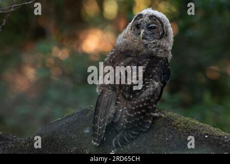 Eine junge nördliche Fleckeule (Strix occidentalis caurina) eine vom Aussterben bedrohte Vogelart an der Westküste Nordamerikas. Stockfoto