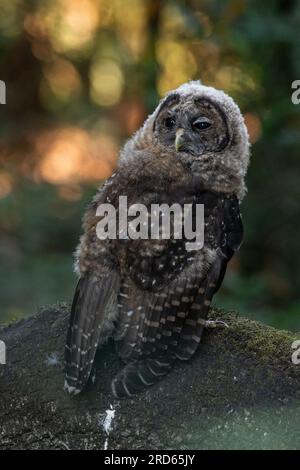 Eine junge nördliche Fleckeule (Strix occidentalis caurina) eine vom Aussterben bedrohte Vogelart aus der Westküste Nordamerikas. Stockfoto