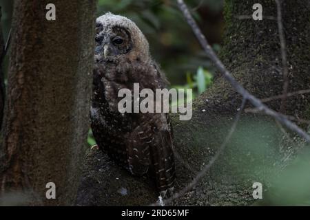 Als bedrohte Eule mit nördlichem Fleckenmotiv (Strix occidentalis caurina) hoch oben im Wald ist der Raubvogel gut getarnt in den Wäldern. Stockfoto