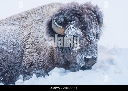 Amerikanischer Büffel/Bison im Winter im Yellowstone-Nationalpark Stockfoto