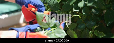 Gärtner in Handschuhen schneidet mit Gartenschere Sträucher. Stockfoto