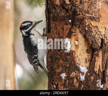 Downy Woodpecker im Winter im Yellowstone-Nationalpark. Stockfoto