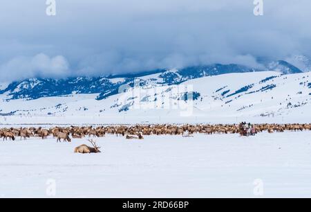 Wapitis im National Elk Refuge in Wyoming im Winter. Stockfoto