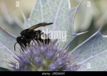 Nahaufnahme der seltenen und vom Aussterben bedrohten Schwarzminenbiene, Andrena pilipes, auf einem blauen Seaside Eryngo, Eryngium maritimum Stockfoto