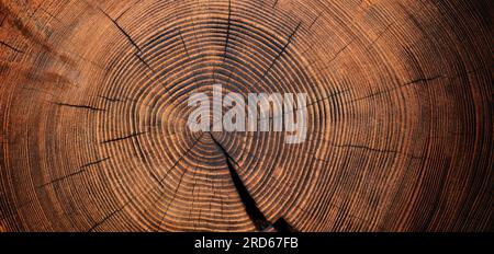 Stump Schnitt Textur, Baum Ringe Holz Hintergrund Stockfoto