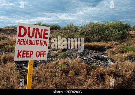 Landscape dune rehabilitation near Carnarvon, West Australia Stock Photo