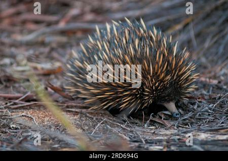 Spiny anteater, tachyglossus aculeatus, an echidna, Western Australia Stockfoto