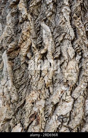 Populus alba Baumrinde. Hintergrundtextur Stockfoto