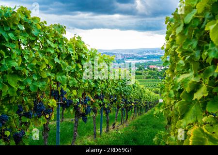 Deutschland, Stuttgarter Stadthäuser, Arena hinter grünem Weg zwischen Weinpflanzen mit blauen Trauben in wunderschöner Weinberglandschaft im Sommer Stockfoto