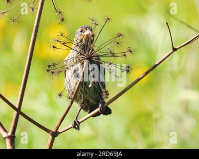 Weiblicher Blackbird, der im Spätsommer hinter verschrumpelten Wildblumen auf Stem stand Stockfoto