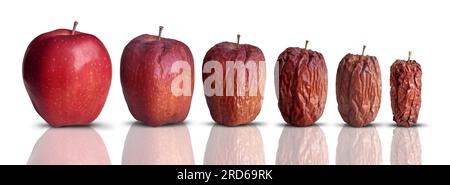 Der Alterungsprozess als neuer frischer, reifer roter Apfel, der verfällt und alt und zerknittert wird. Stockfoto