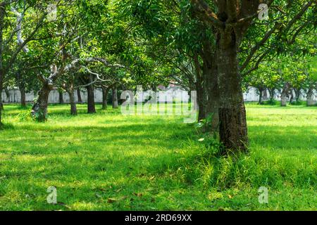 Großer Backsteingarten und wunderschönes Gras auf dem Gelände. Ein Gartenhaus ist ein Mehrfamilienhaus, das in der Regel in städtischen Zentren zu finden ist Stockfoto