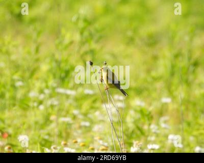 Amerikanischer Goldfink-Vogel, der am frühen Morgen auf einem Stiel auf der Prärie hockte Stockfoto