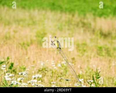 Amerikanischer Goldfink-Vogel, der am frühen Morgen auf einem Stiel auf der Prärie hockte Stockfoto