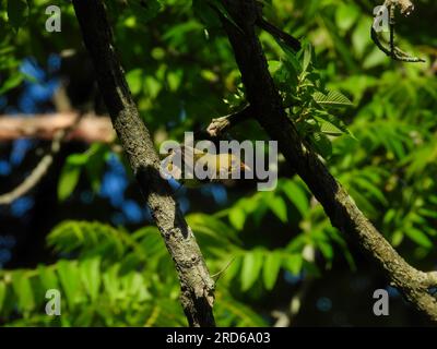 Amerikanischer Goldfink-Vogel, der an einem Sommertag seitlich im Schatten eines Baumes steht Stockfoto