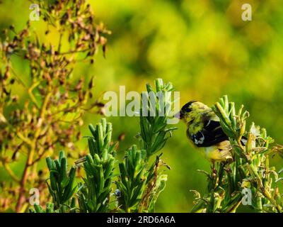 Der junge männliche amerikanische Goldfink-Vogel hängt am frühen Morgen im Herbst am Wildblumenschaft fest Stockfoto