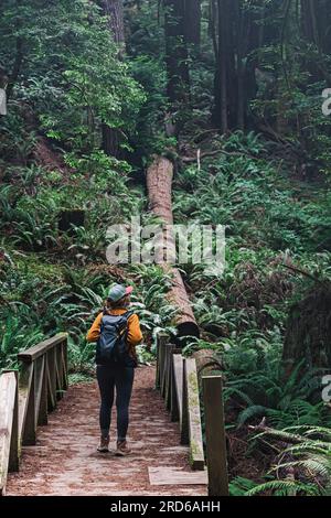 Frau mit einem Rucksack wandern im Wald mit Mammutbäumen an bewölktem nebligen Morgen, steht auf einer kleinen hölzernen Brücke, Blick von hinten Stockfoto