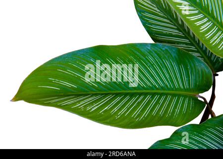 Tropische dunkelgrüne Blätter von Calathea ornata, Nadelstreifen-Calathea, isoliert auf weißem Hintergrund Stockfoto
