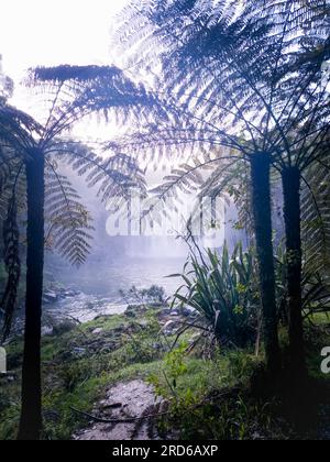 Blick auf einen Wasserfall durch den Nebel in einer Waldlandschaft. Rainbow Falls, Kerikeri, Neuseeland. Stockfoto