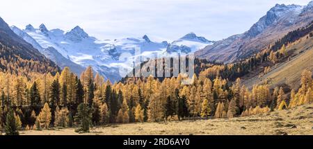 Tal von Roseg mit goldenen Lärchen im Herbstlaub und dem Roseg-Gletscher im Hintergrund, Kanton Graubunden, Oberengadin, Schweiz Stockfoto