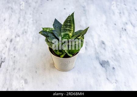 Sansevieria Jade Hahnii wird auch als Bird's Nest Sansevieria Werksschließung bezeichnet Stockfoto